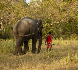 Rear view of elephant walking on field