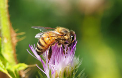 Close-up of bee pollinating on purple flower