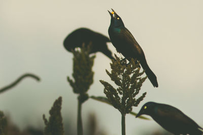 Side view of birds perching on plants against sky during sunset