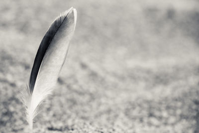 Close-up of feather