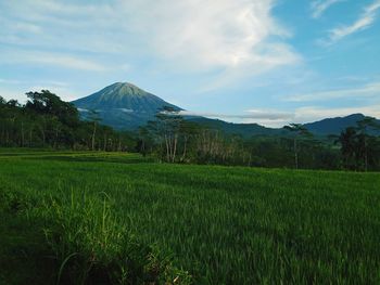 Scenic view of field against sky