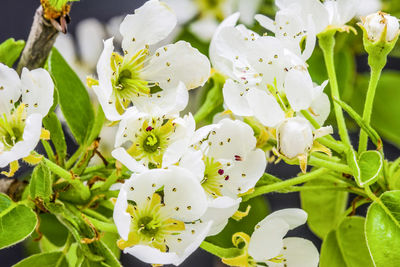 Close-up of white flowers blooming outdoors