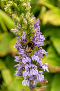 Close-up of bee pollinating on purple flower