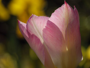 Tulips in the garden