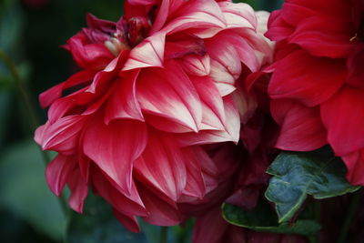 Close-up of pink dahlia