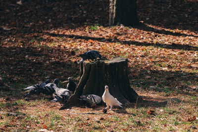 Bird perching on a field