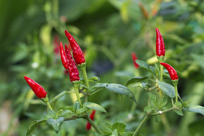 Close-up of red chili peppers on plant