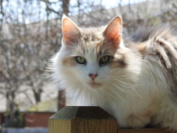 Close-up portrait of a cat