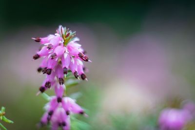 Close-up of pink flowering plant