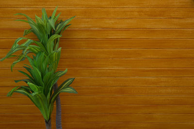 Close-up of plant against wall