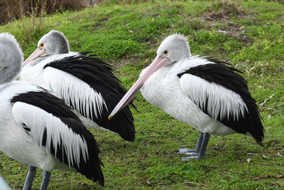 View of birds on field