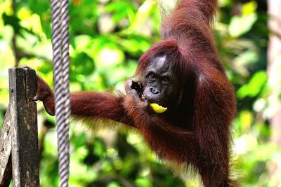 Close-up of a monkey on tree