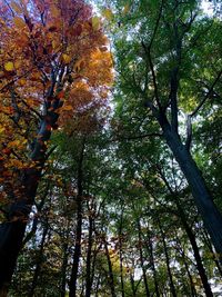 Low angle view of trees in forest during autumn