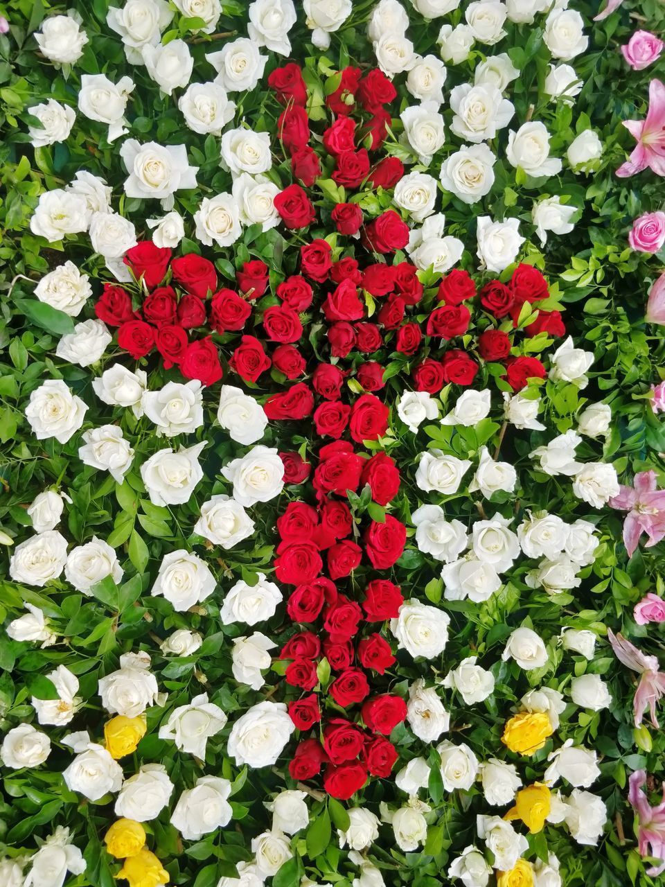 FULL FRAME SHOT OF WHITE FLOWERING PLANTS