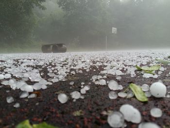 Hailstone on road