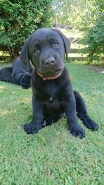 Portrait of black dog sitting on land