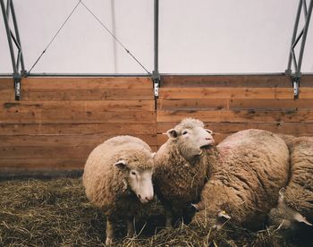 Sheep in a field