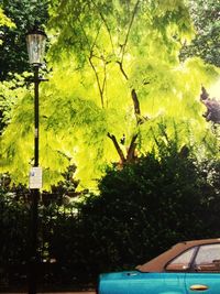 View of trees and street light