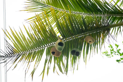 Low angle view of palm tree