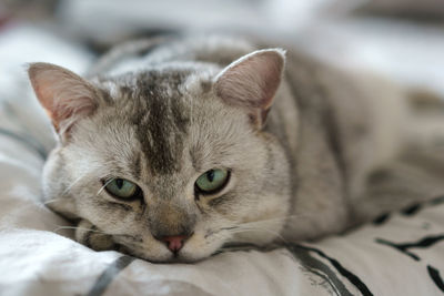 Sleeping beautiful british short haired young cat. close up. the look is directed to the camera.