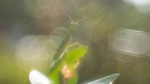 Close-up of flowering plant