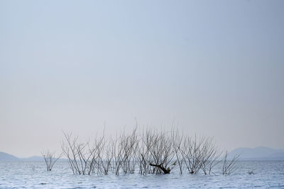 Scenic view of sea against clear sky during winter