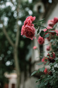 Close-up of rose against blurred background