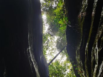 Close-up of trees growing in forest