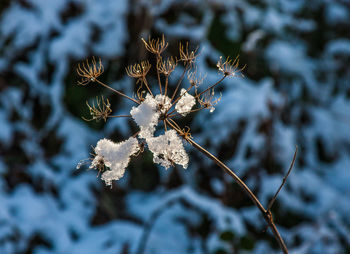 Close-up of frozen plant during winter