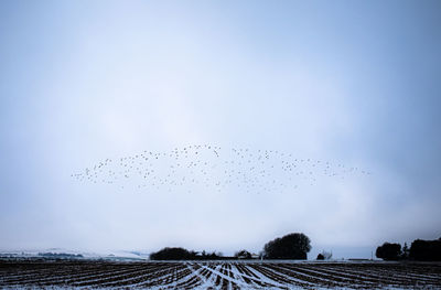 Low angle view of birds flying in sky