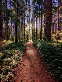 Footpath amidst trees in forest