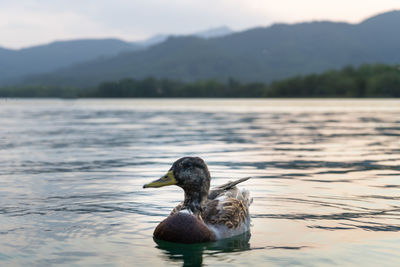 Duck swimming in lake banyoles 