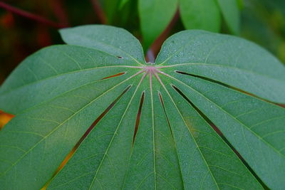 Close-up of raindrops on leaves