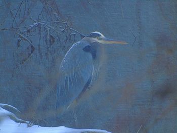 High angle view of gray heron