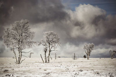 Bare trees on field against sky during winter