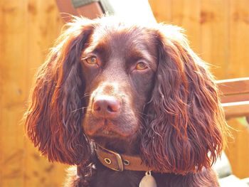 Close-up portrait of dog