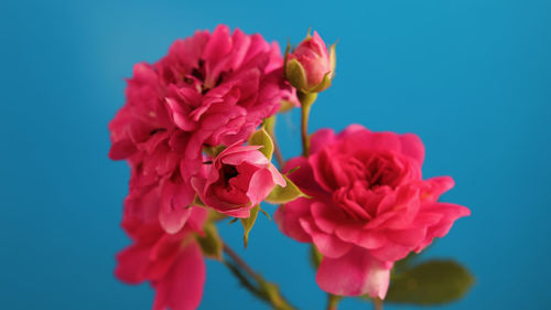 Close-up of pink flowering plant against blue sky