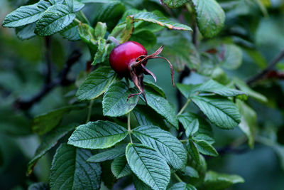 Close-up of strawberry growing on plant