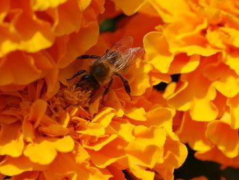 Close-up of butterfly pollinating on orange flower