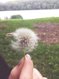 Close-up of cropped hand holding dandelion