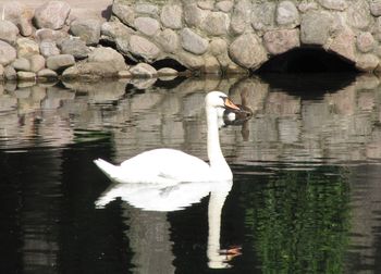 Swan swimming in lake