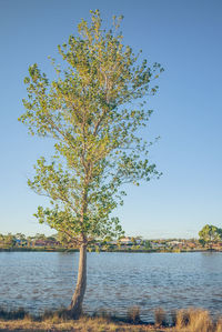 Tree by lake against clear blue sky