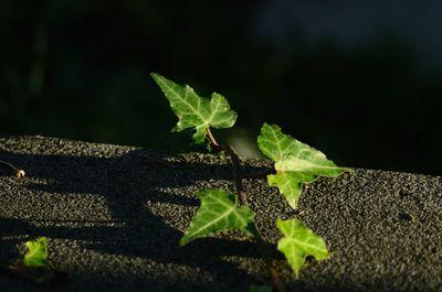 Close-up of small plant growing on wall