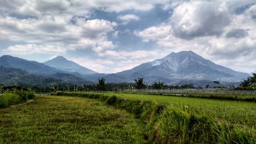 Scenic view of field against sky