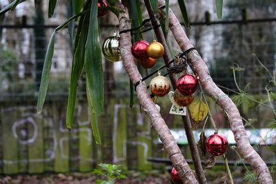 Close-up of fruits on tree