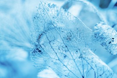 Close-up of dry hydrangea flower