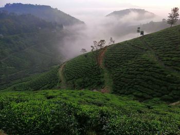 Scenic view of agricultural field against mountains