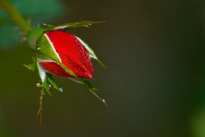 Close-up of red leaves