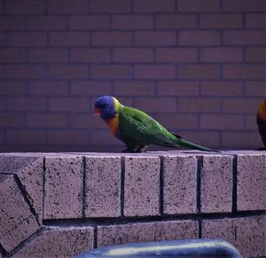 Close-up of bird perching on retaining wall