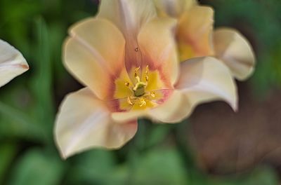 Close-up of flowering plant